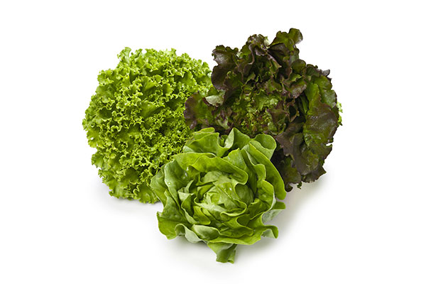 insalata Insalata biologica - Cooperativa Villaggio Fanciullo